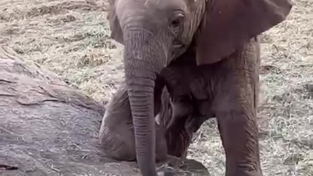 Elephant enjoying time