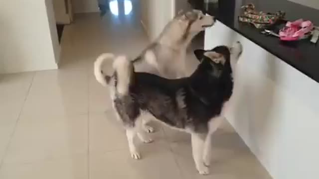 Funniest Siberian Husky Dog Videos 😁😇 Best Funny Animal Videos 2022 😺 Funny Dog Videos 2022 😁