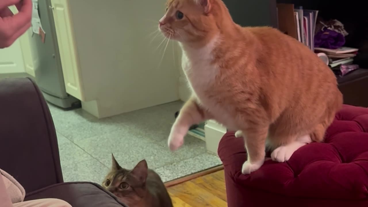 Orange Cat Catches Treat