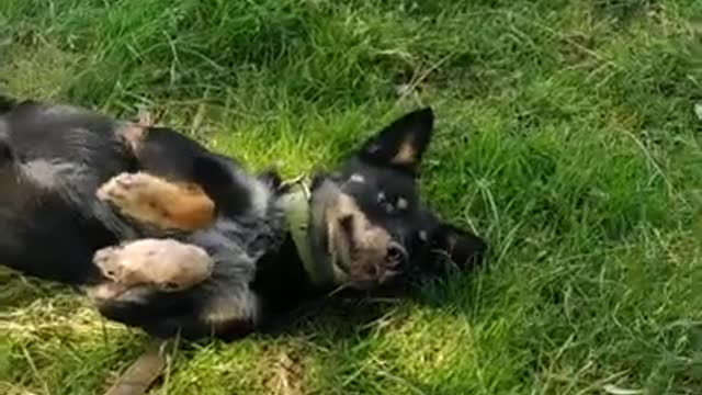 Funny Dog