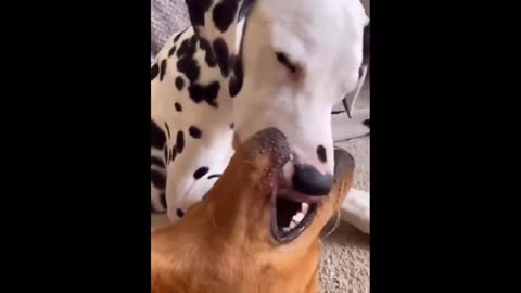 funniest cats and dogs videos _best animals video 2023