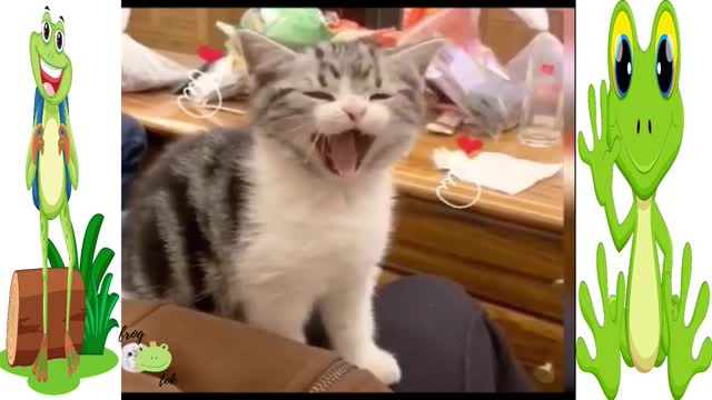 best funny animals and funny pets compilation video part 1