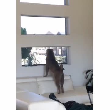 Dueña de un perro solo llama la atención de su cachorro con una palabra específica