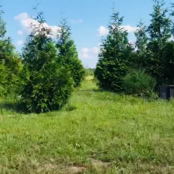 We have lots of trees and shrubs