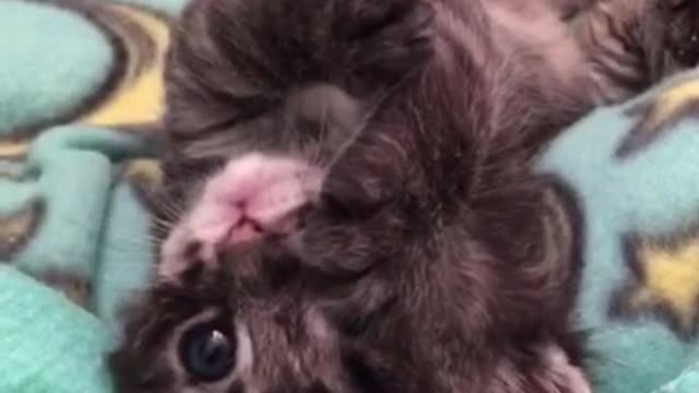 Kitten Adorably Pampers Herself, Melts Our Hearts In The Process