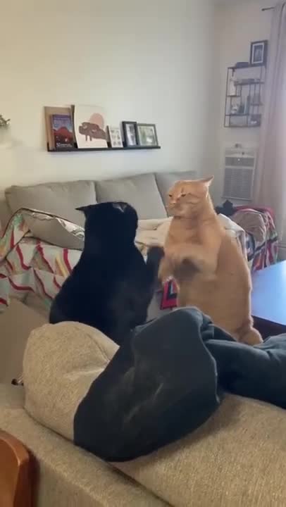 Cats and dogs _ cats meowing _ cats funny videos #shorts