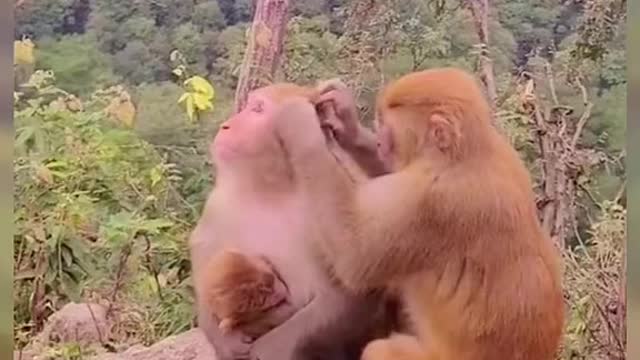 Monkey Short family