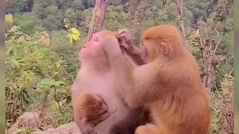 Monkey Short family