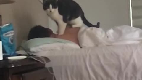 Cat massaging back of his human friend