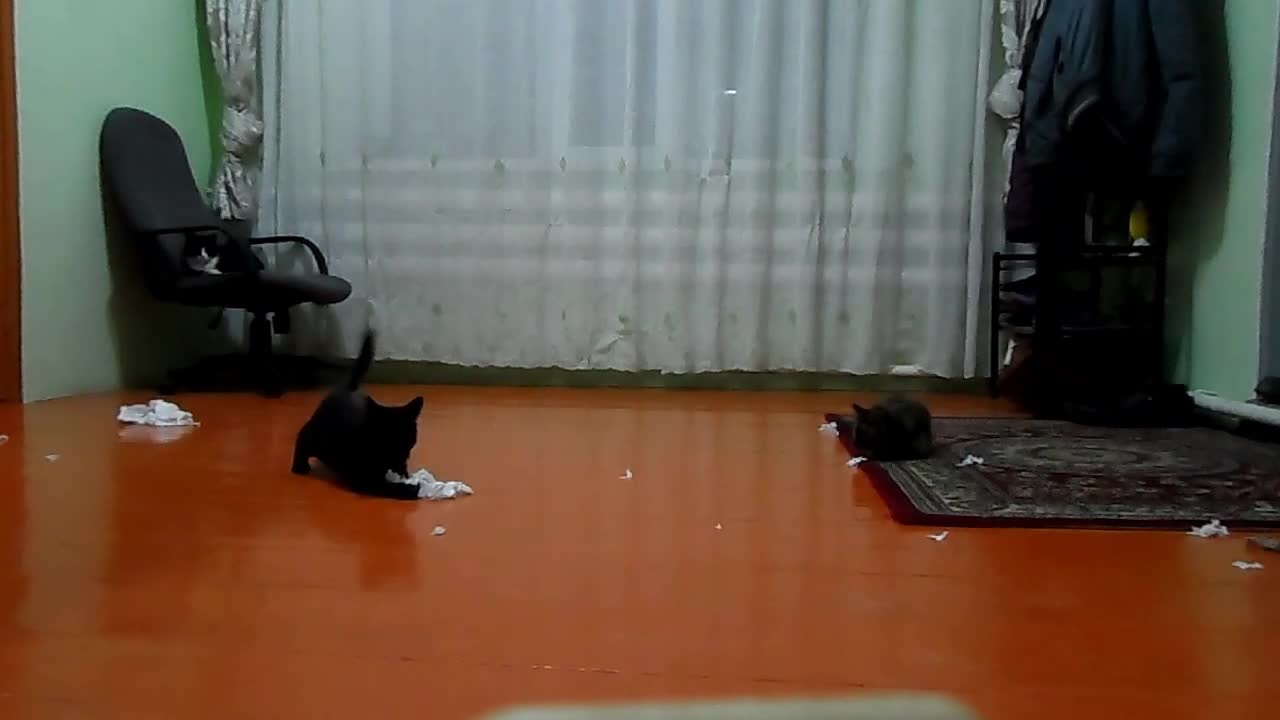 Cute Cats Enjoying Playtime