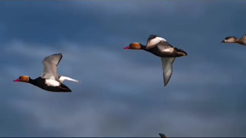 Wildlife in closer view with a natural perspective.