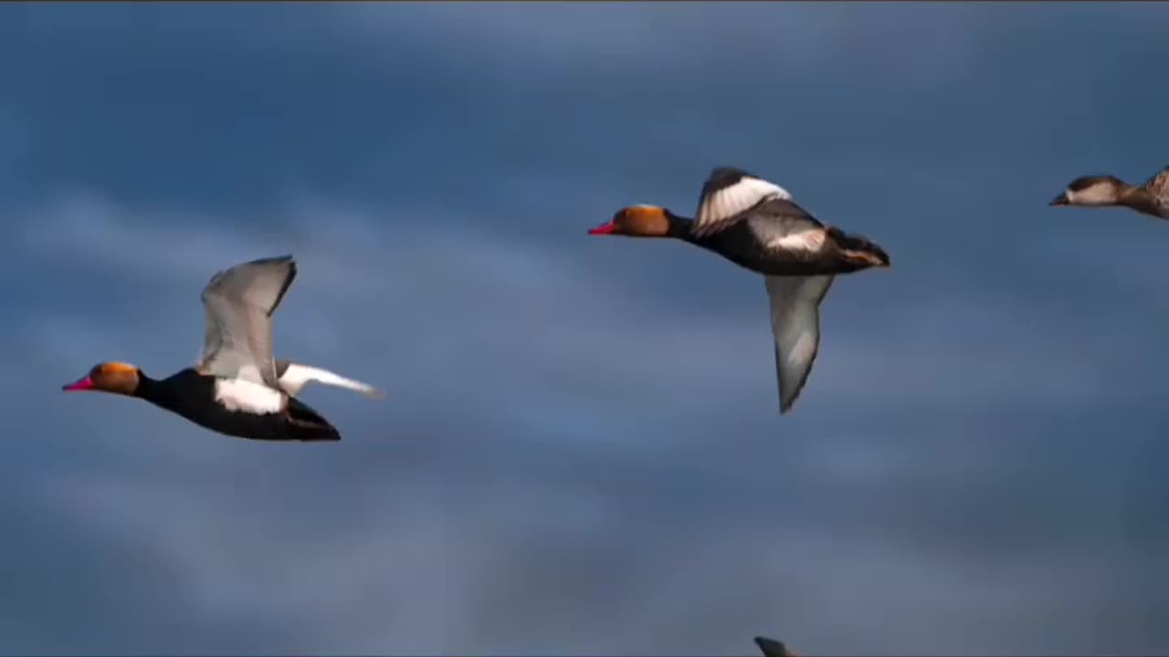 Wildlife in closer view with a natural perspective.