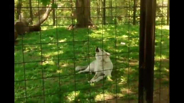 Wolf Howling to other wolves