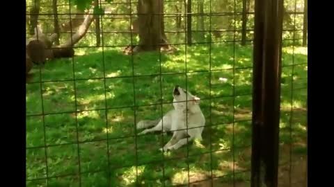 Wolf Howling to other wolves