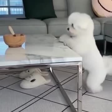 🙀Funniest Cat 🐈 You Can't stop Laughing