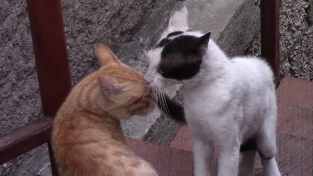 Can a cat be in love with another cat?