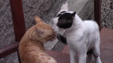 Can a cat be in love with another cat?