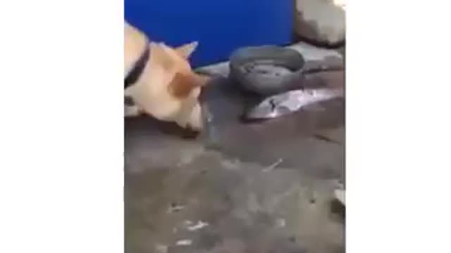 Sometimes animals are better then humans.