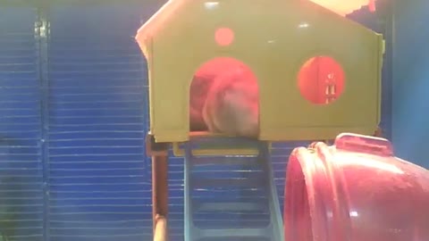 2 hamsters anões russos cuidam dos pelos em casa, estão se limpando [Nature & Animals]