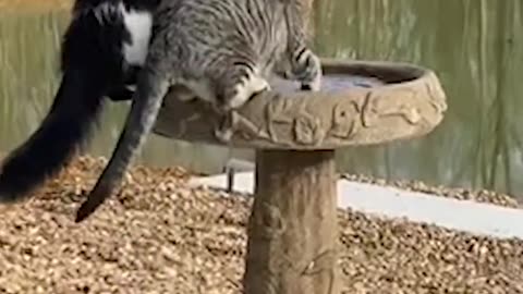 Funny animal video| much watch 🤣