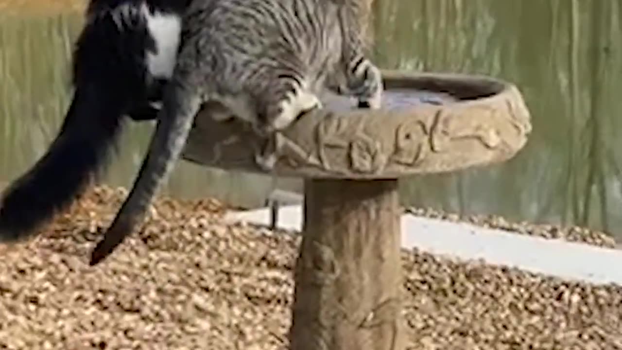 Funny animal video| much watch 🤣
