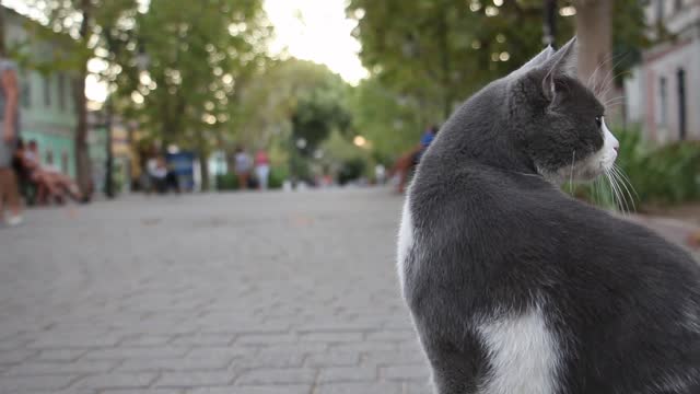 Cute Kitten | Healing Moments | Cute cat cures your depression