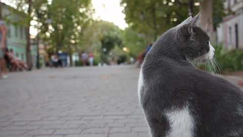 Cute Kitten | Healing Moments | Cute cat cures your depression