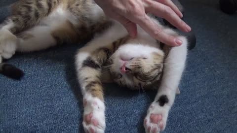 Paws Up or I will Shoot, Kitty