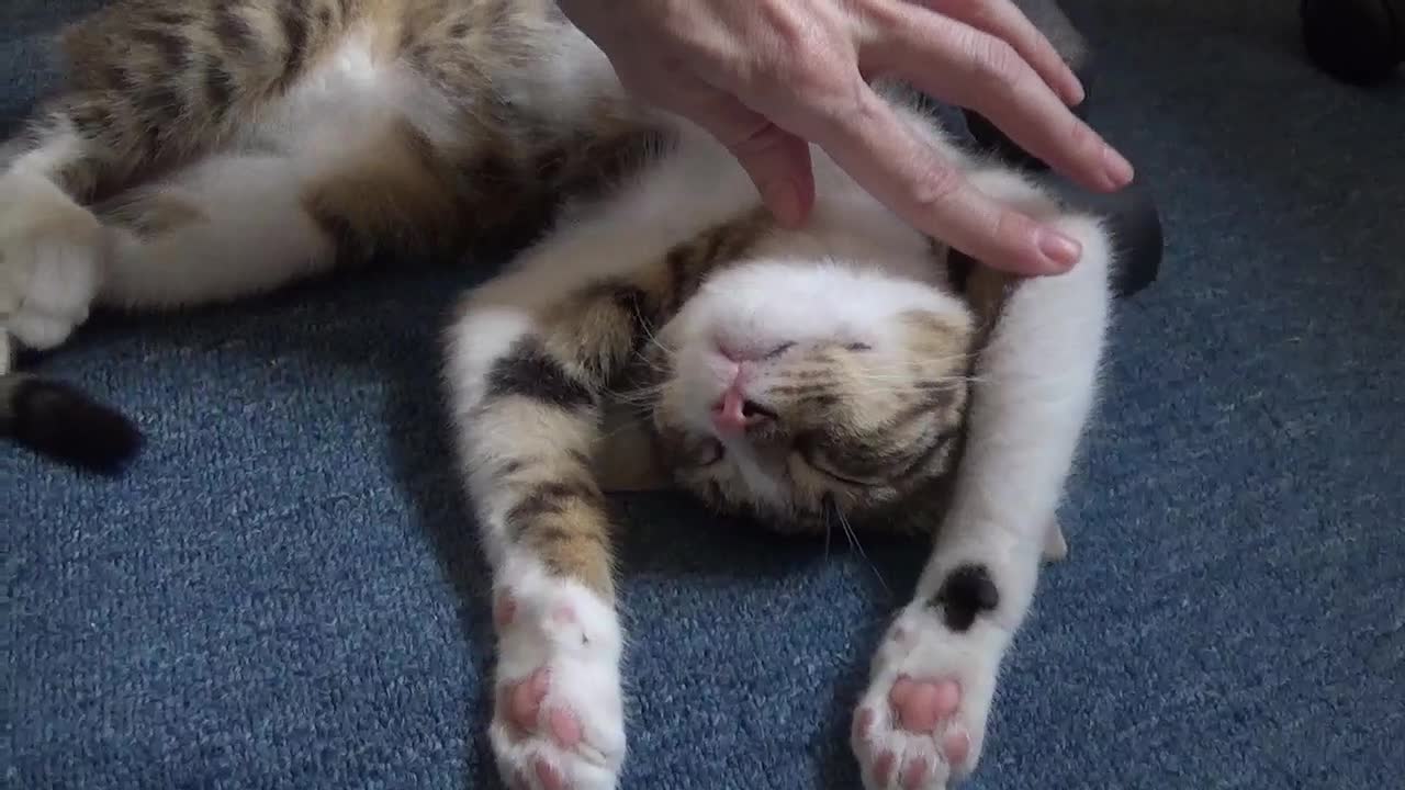 Paws Up or I will Shoot, Kitty