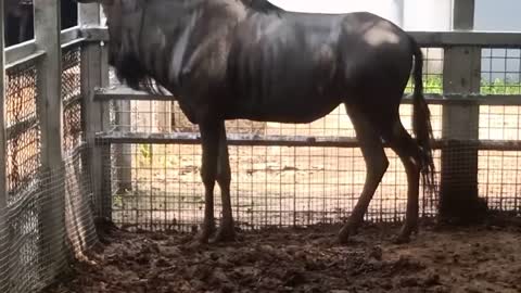 What a big wildebeest!