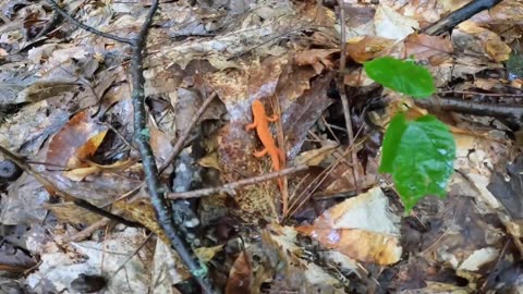 Eastern Newt