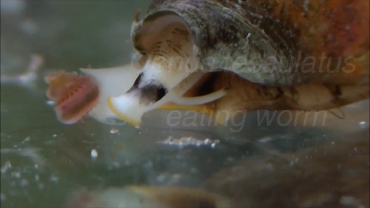 Conus tessulatus eating worm