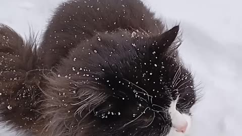 Cat on a winter walk.