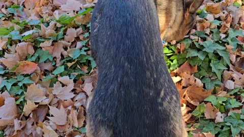 Virgil german shepherd.