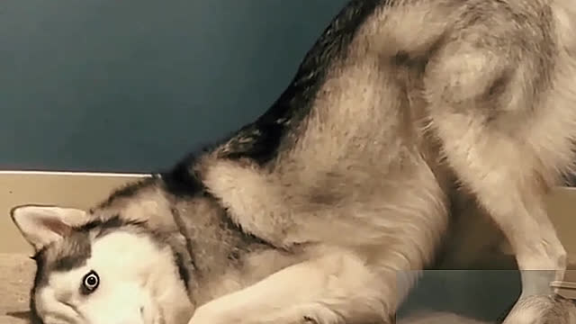 The dog played with the mistress
