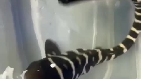 Opening a Shark Egg 🦈🥚