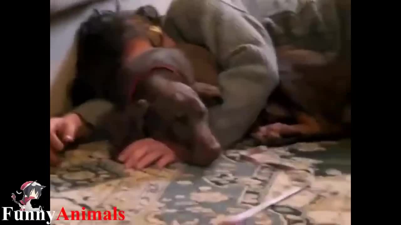 cute dogs sleeping with their owners