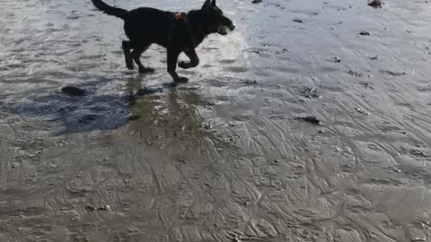 Beaucerons on the Beach