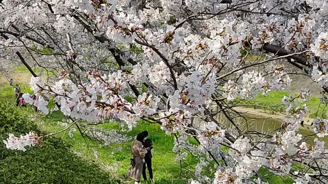 Sakura blossom