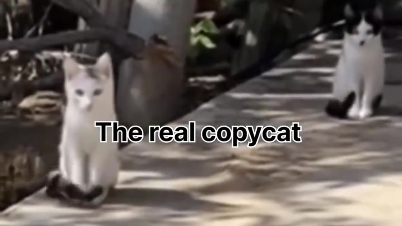 cute copycat meow