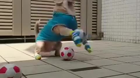 Funny dog knows how to catch a ball!