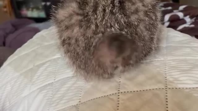 Sports love knows no bounds, so does this cat