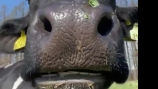 Buffalo Laughing🌍 clips#4 #shorts