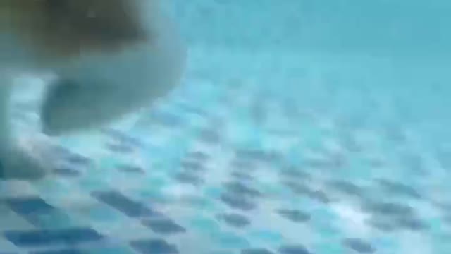 How could there be such a fond of swimming corgi