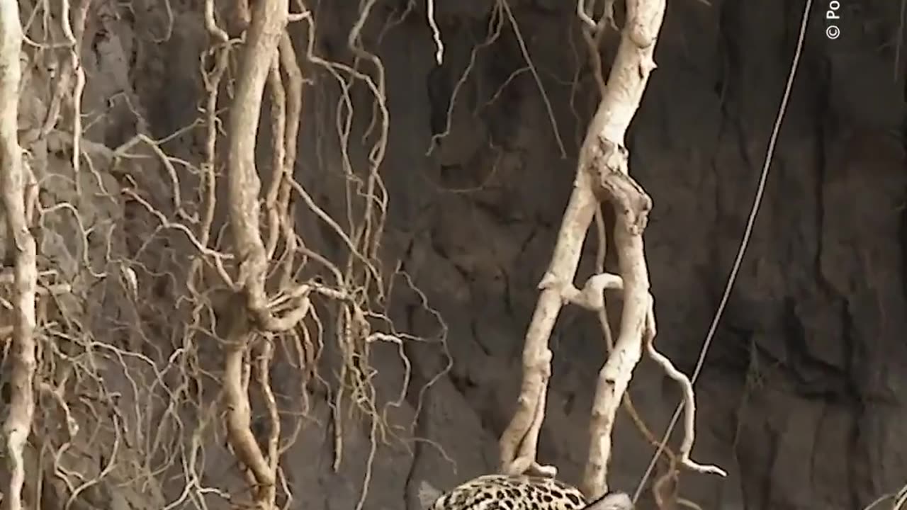 Did you know that jaguars are strong swimmers and climbers?