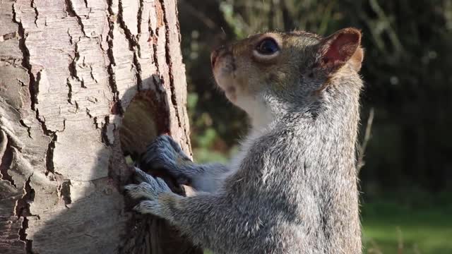 Squirrel eating hard