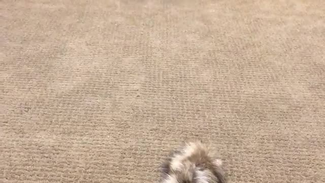 Black white dog runs across room and plays with raccoon tail toy