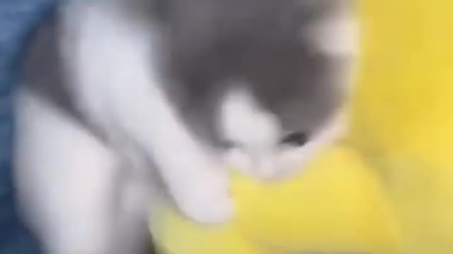 Funny Cat Reaction