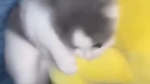 Funny Cat Reaction