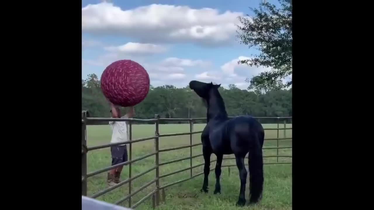 Interaction between horse and owner
